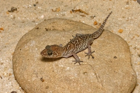 Tips Lengkap Gecko : Cara Memelihara Hingga Merawatnya Tips Lengkap Gecko : Cara Memelihara Hingga Merawatnya