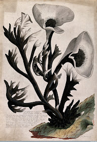 Ehret Agaricus ramosus or abnormal growth of Polyporus squamosus