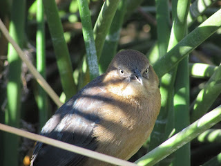 Thrasher in Reeds