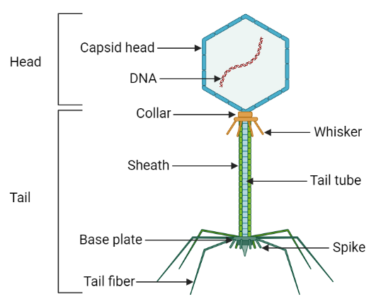 structure of t4 bacteriophage