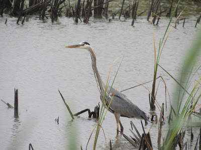 Colusa National Wildlife Refuge California birding hotspot