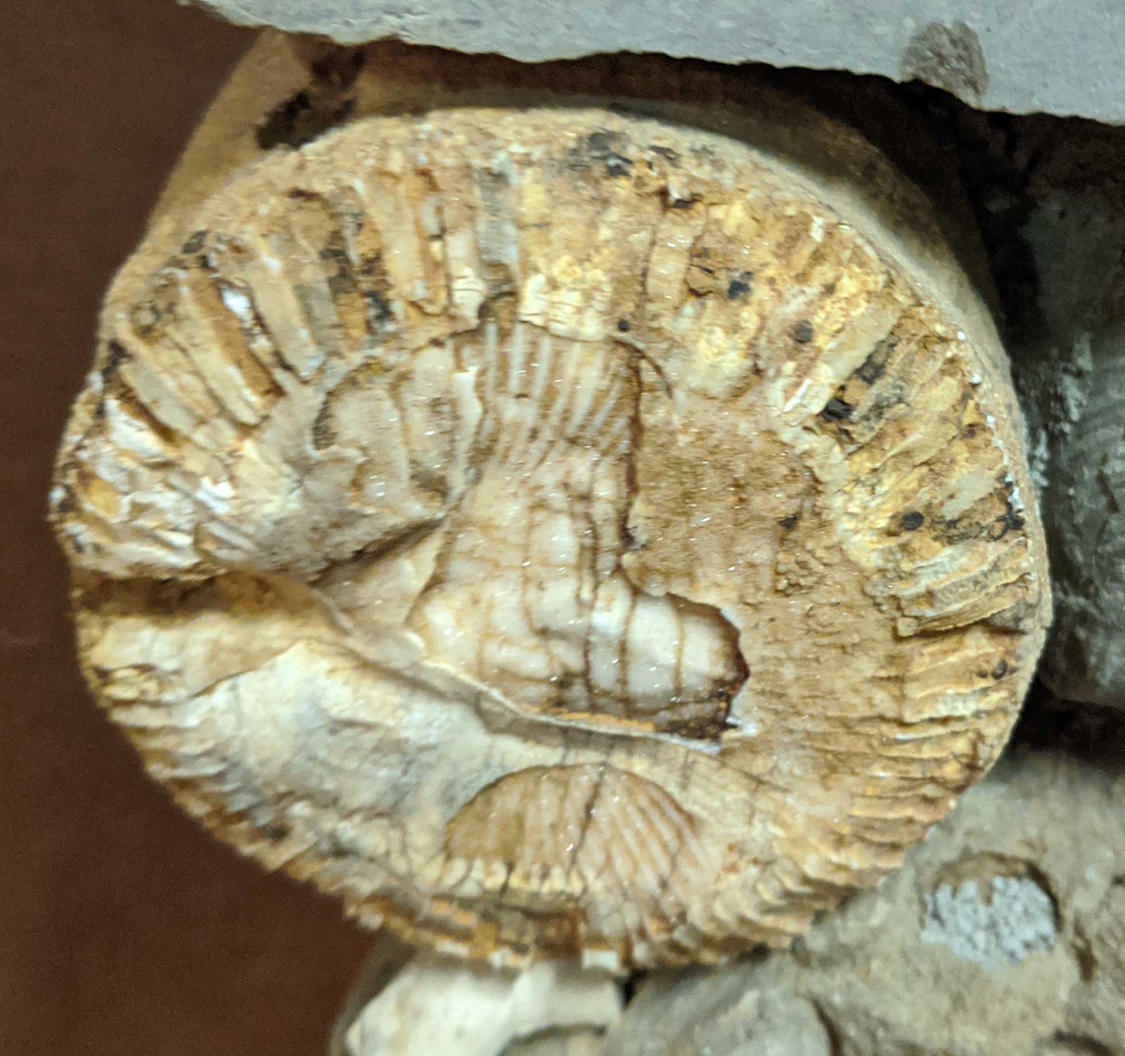 Louisville Fossils and Beyond Dec 15, 2019