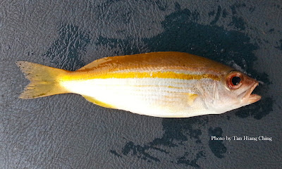 Ikan Kunyit