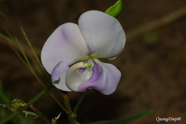 Vigna vexillata var. angustifolia