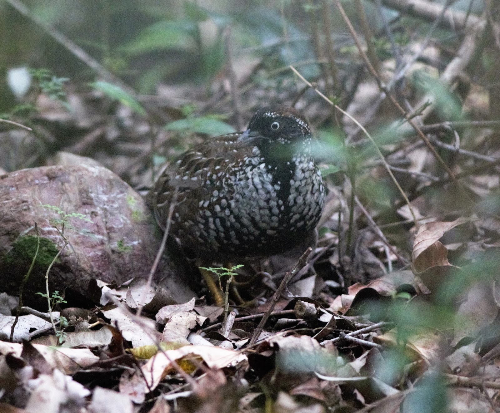 sunshinecoastbirds: Black-breasted Buttonquail Looking Good