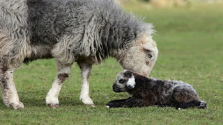 Herdwick Sheep Pictures, Wool Quality, Characteristics, Meat, Price