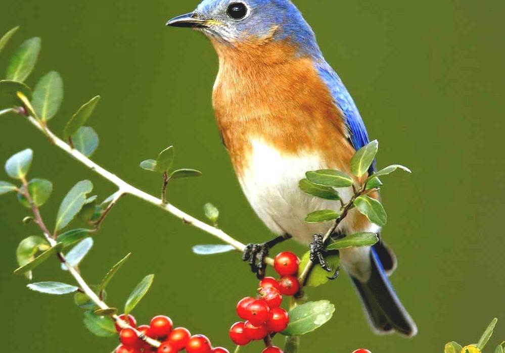Eastern Bluebird - Eastern Bluebird Diet