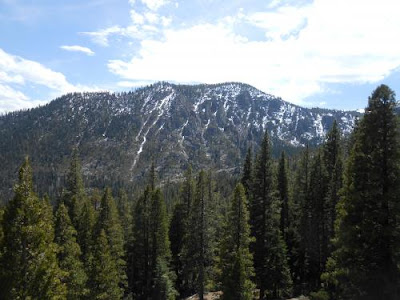 spring, mountains, evergreen trees, nature,