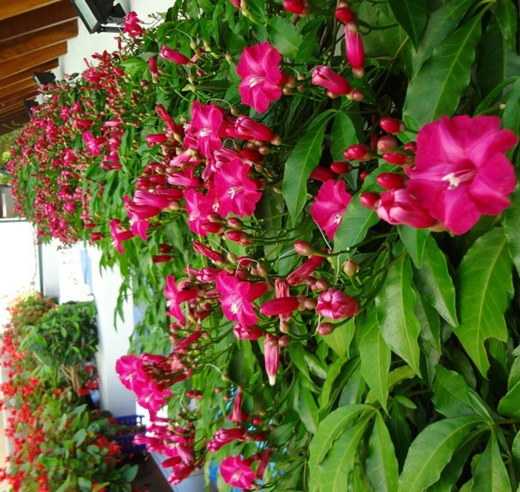 Wrong Flower Image