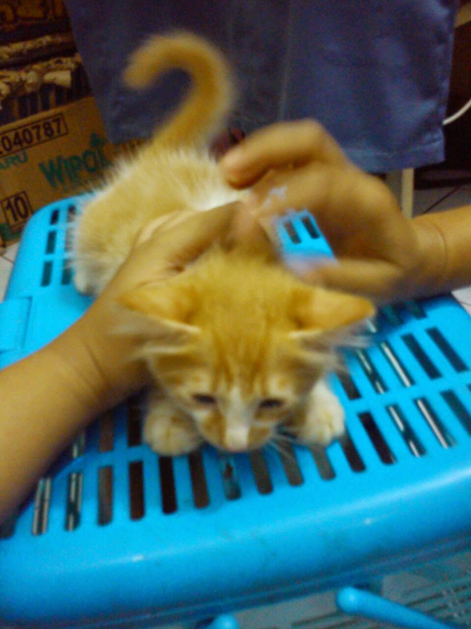 Harga Kucing Anggora Di Cirebon - Syurat e