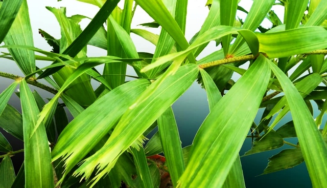 foxtail palm