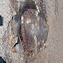 Νεκρή χελώνα Καρέτα -Καρέτα στην παραλία του Μονολιθίου