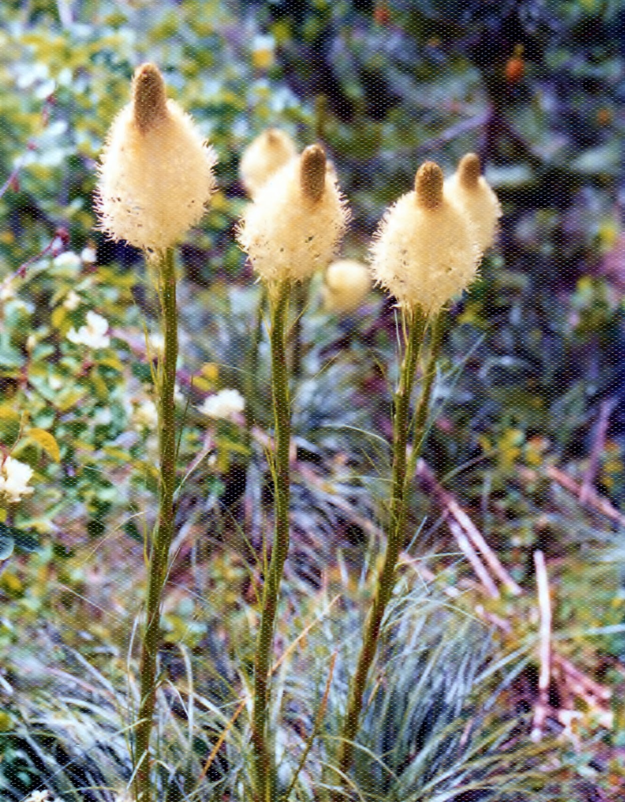 Amber Reunion Bear Grass Reunion amber-reunion-bear-grass-reunion