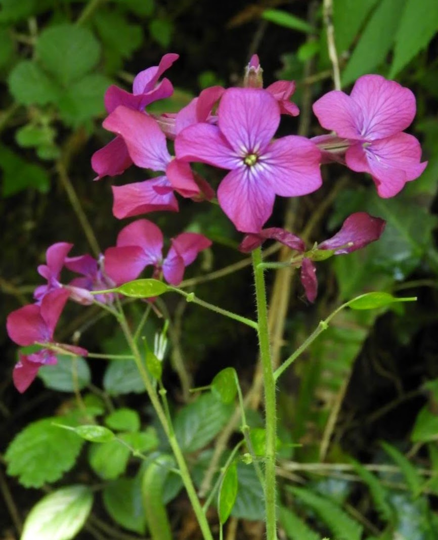 Sepals and Petals Honesty, Cleavers, Common Vetch, Elder
