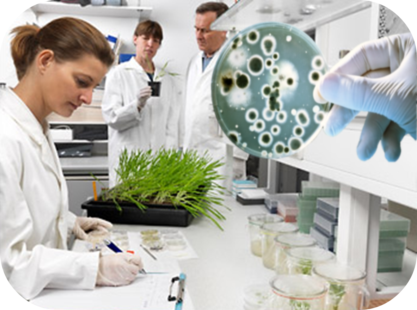 Educación Ambiental: Ecosistemas Microbianos