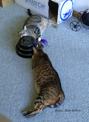 2 Cats playing with tower ball toy, bengal & tabby