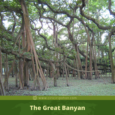 The Great Banyan