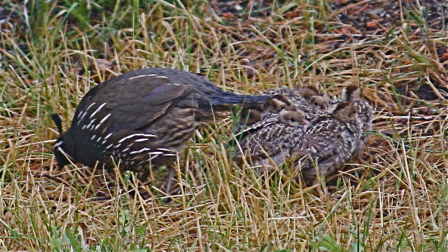 Gabriola Bird Blog: Tawny's California Quail