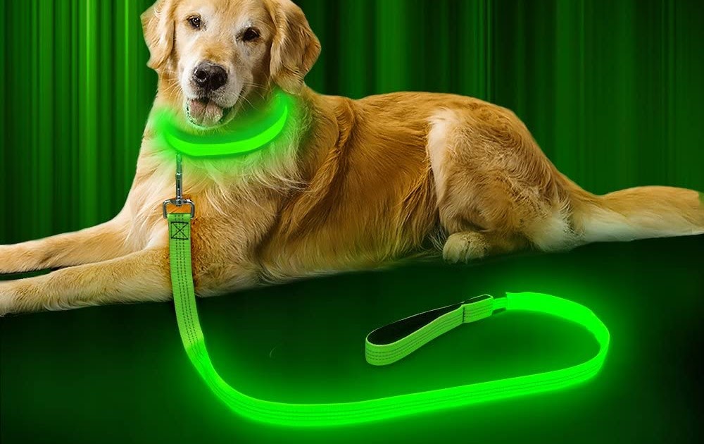 7 Best Dog Leashes in 2020 Doglopedix