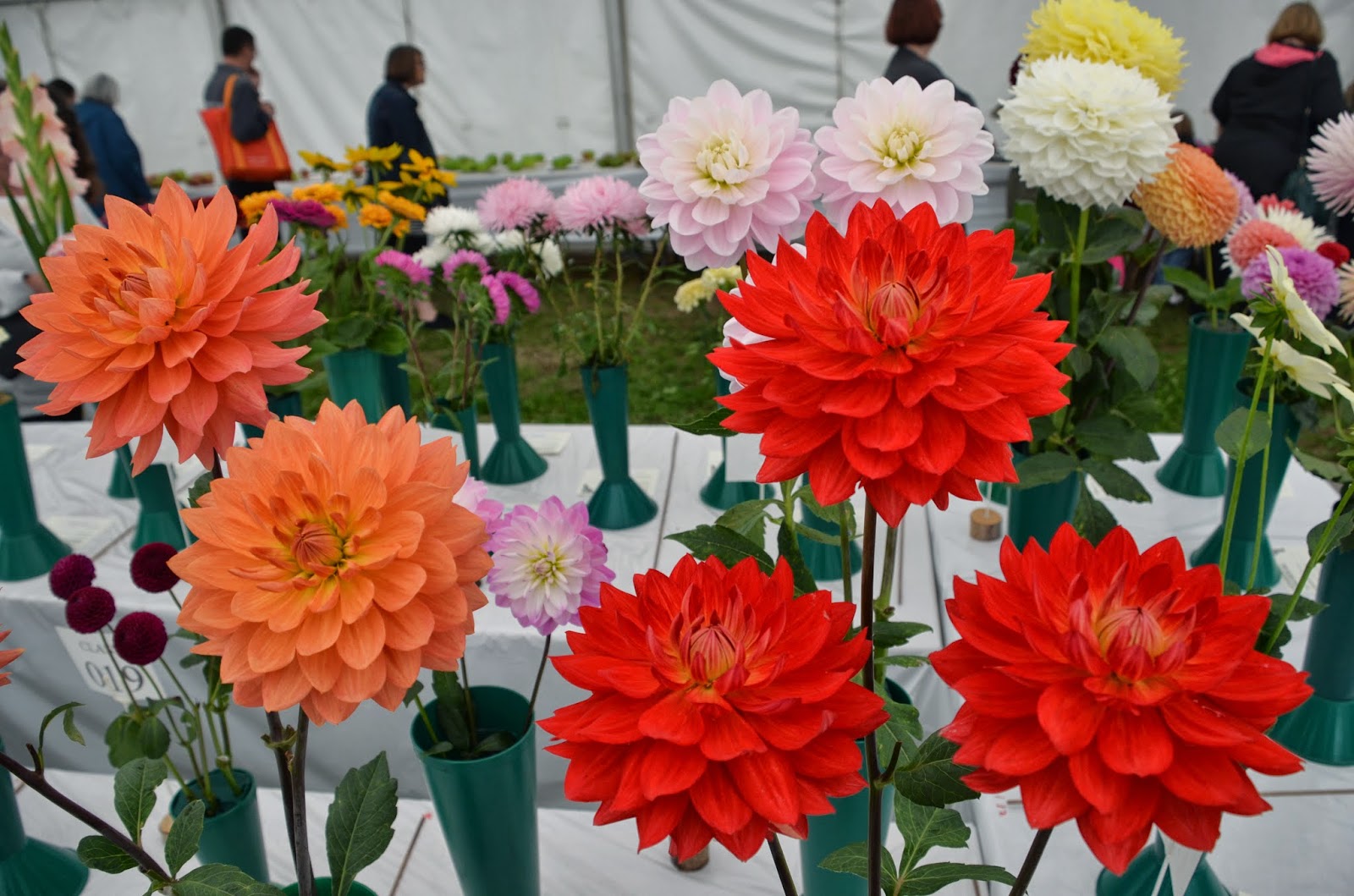 Seed to Feed Me HOW TO PLANT DAHLIA TUBERS