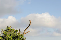A day of fair weather; a bird perches on top of a dried tree branch against the blue sky with patches of clouds. This photo is available on Dreamstime