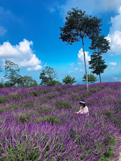 Purple flower hill in Dien Bien and Son La provinces.