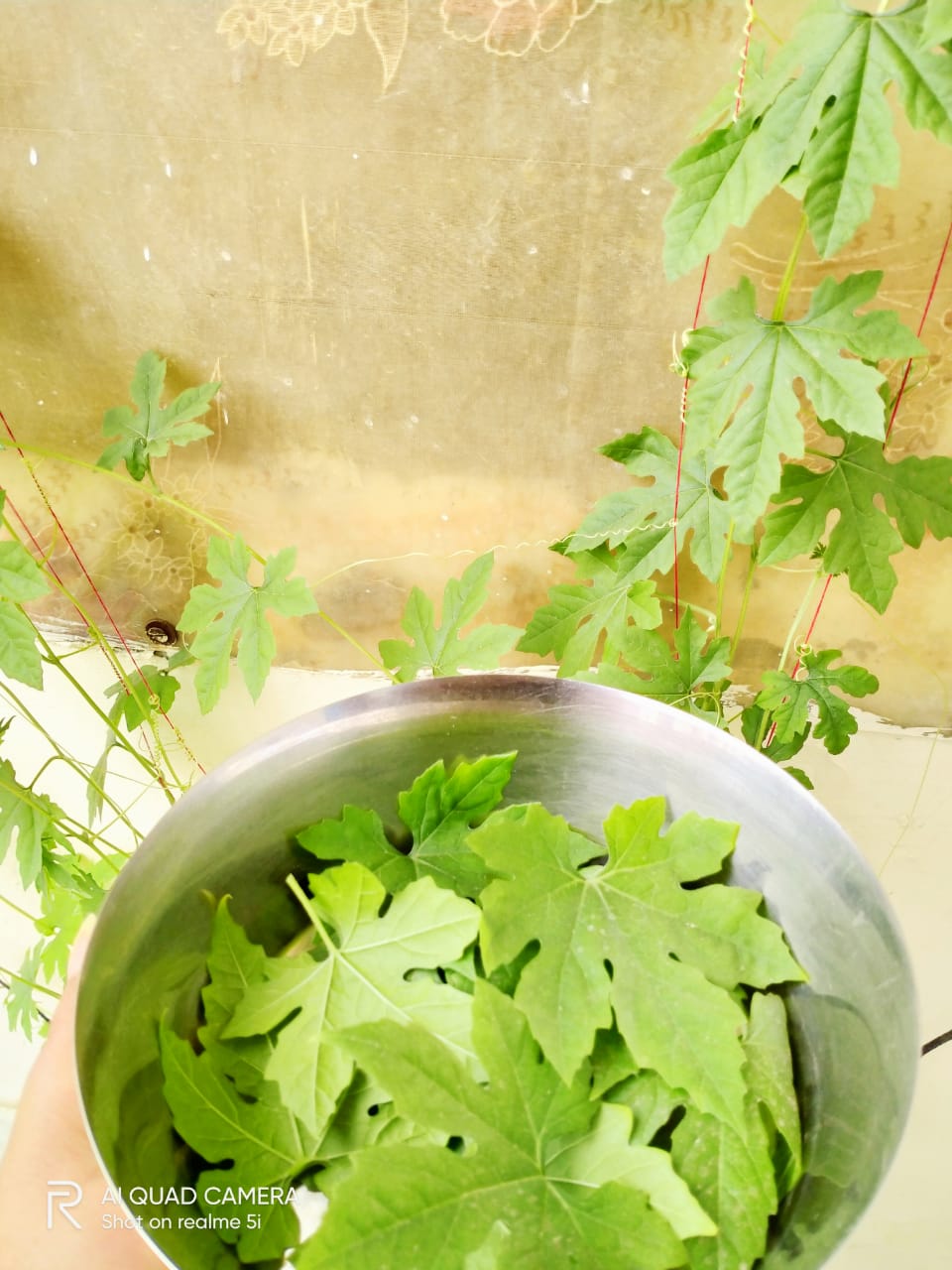 Bitter gourd leaf fritters (ucche patar bora)