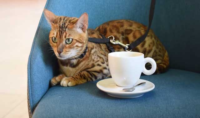 Bengal Cat Breed Information