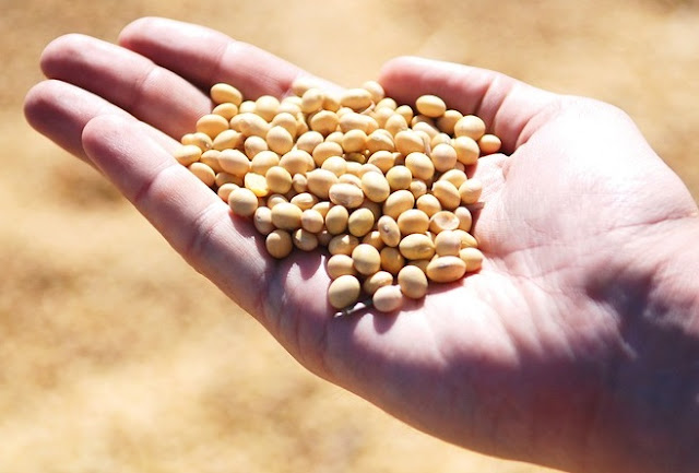 Cultivation of Soybean ; A Complete Information Guide Cultivation of Soybean ; A Complete Information Guide