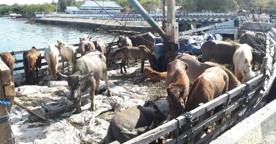 Eksploitasi Perdagangan Ternak Sapi Kerbau Dan Kuda Ilegal Barometer99 Berita Terkini Indonesia