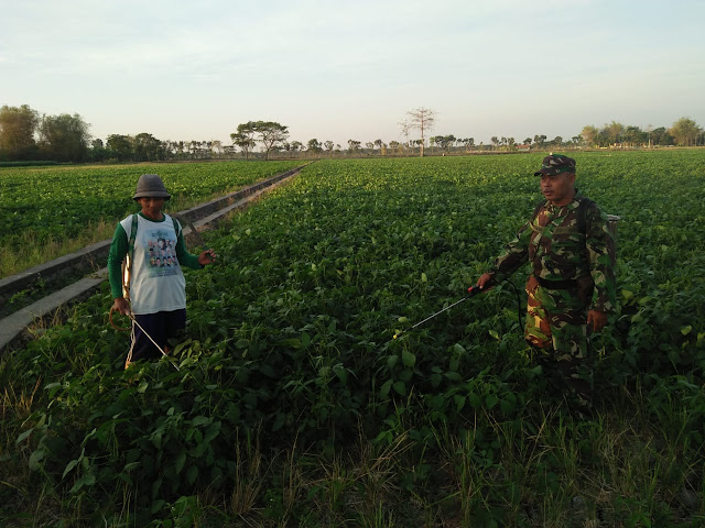 Ingin Hasil Maksimal Babinsa Cawas dan PPL Bersama Petani adakan Penyemprotan Pupuk