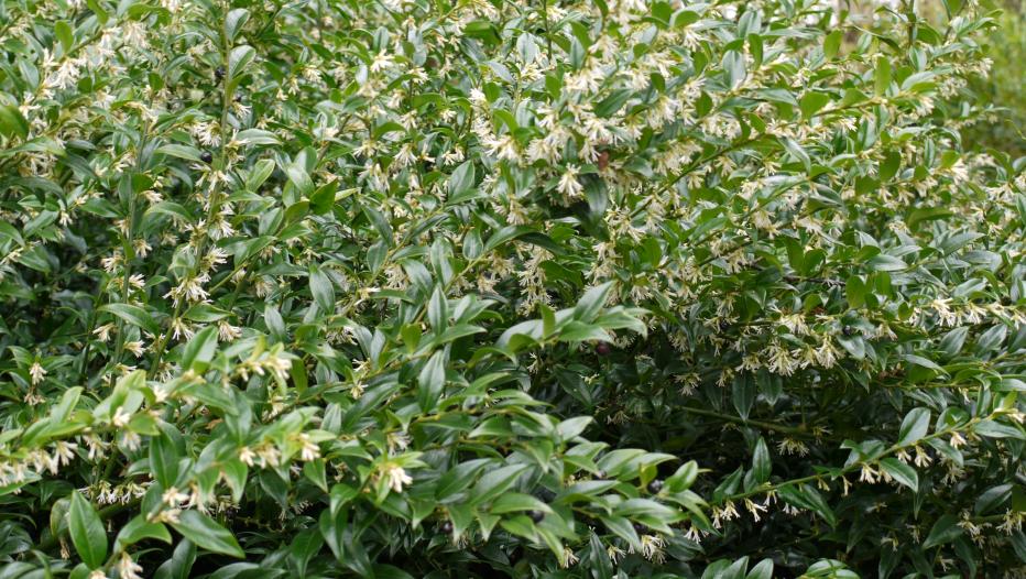 Future Plants By Randy Stewart Sarcococca Sweet Box