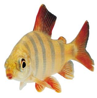 fish_2 fish_2