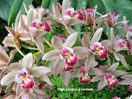 cultivo de orquídeas passo a passo