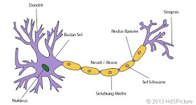 Fungsi neuron