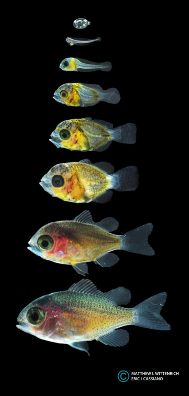 The larval development of Chromis viridis, as documented by Wittenrich & Cassiano, courtesy of Rising Tide.