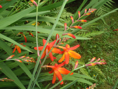 crocosmias