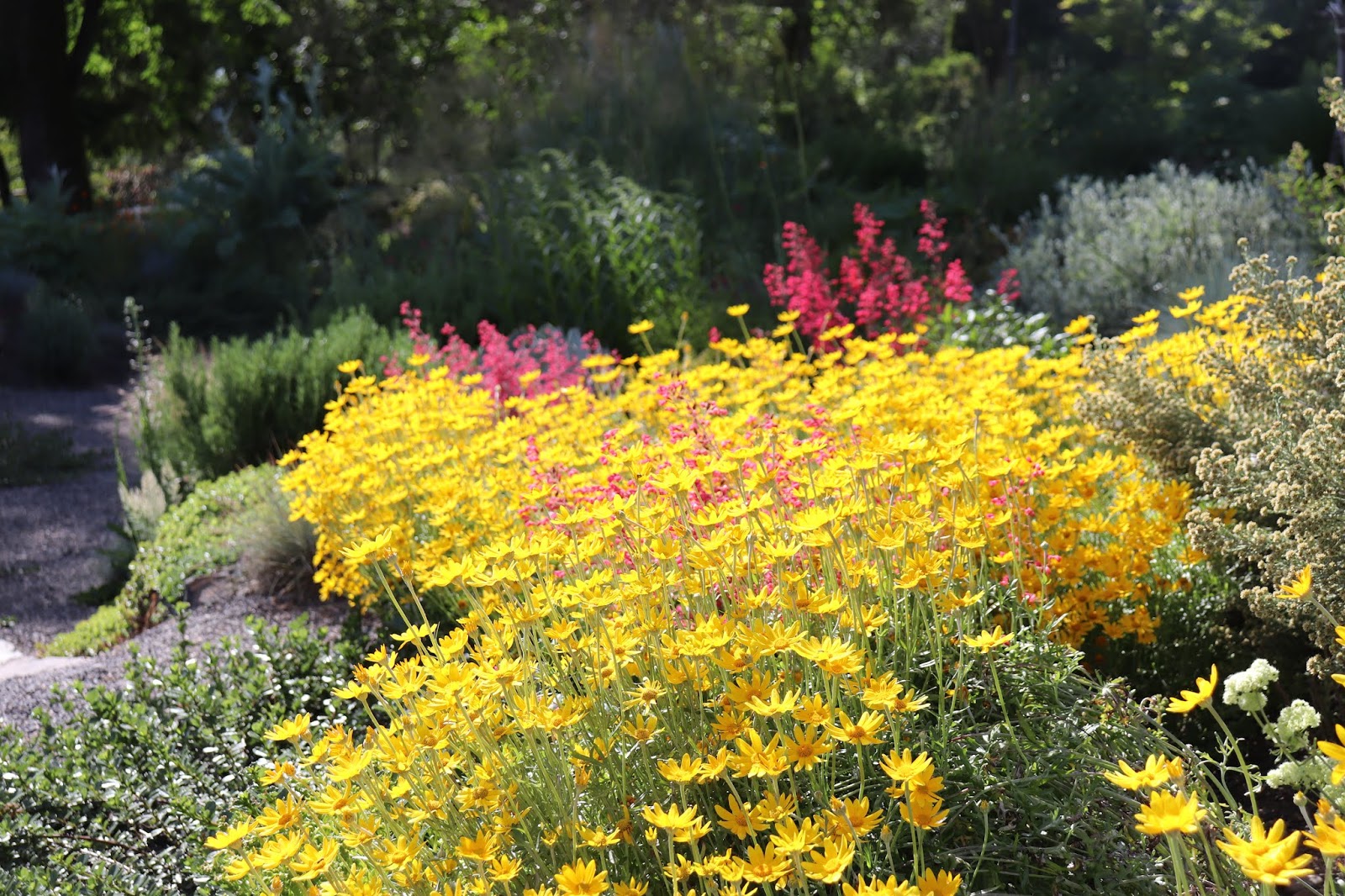 Christy S Garden Caryopteris X Clandonensis Dark Knight Bluebeard