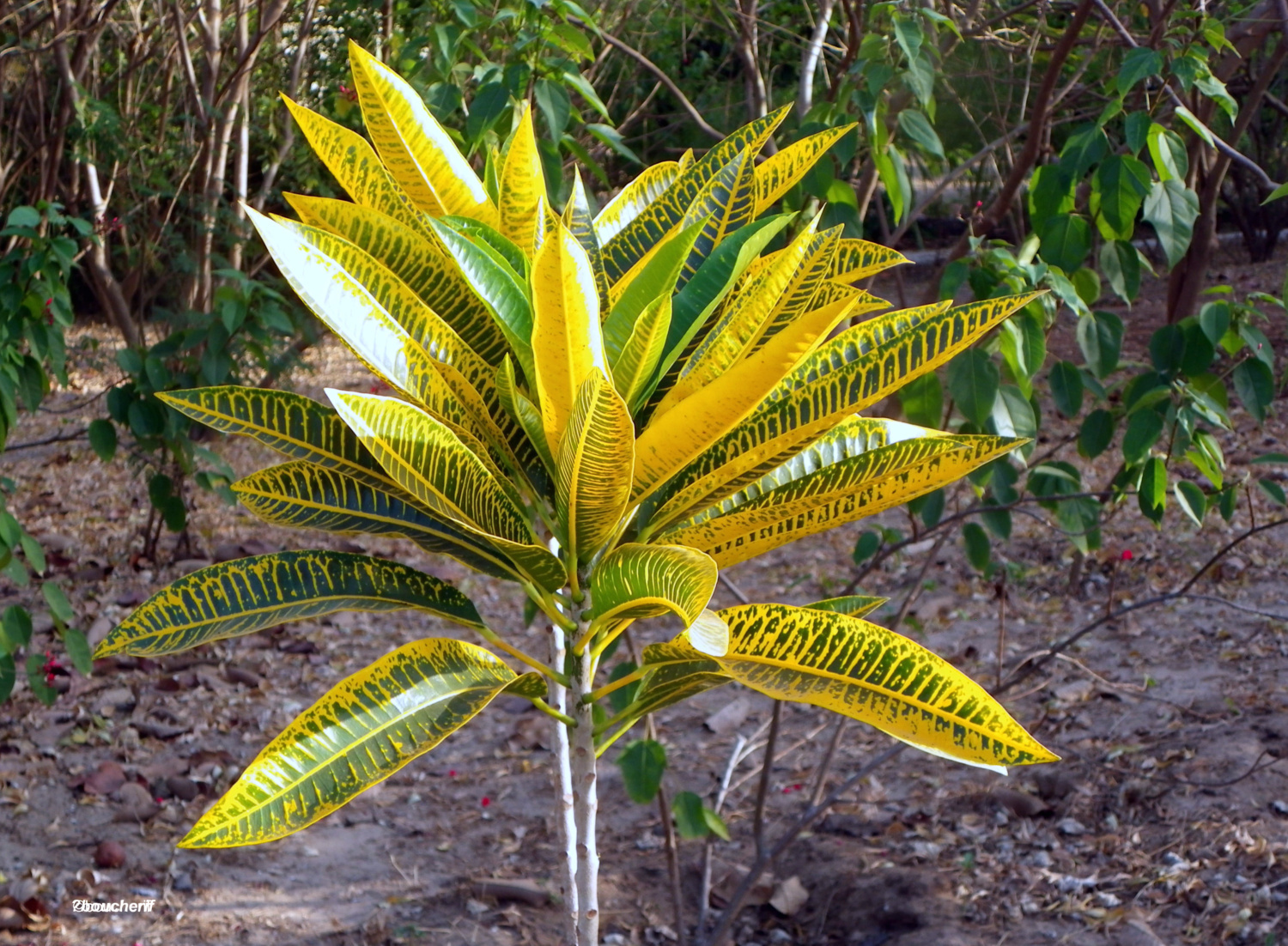 TEXTES EN FRAGMENTS PLANTE TROPICALE