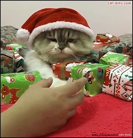 Christmas Cat GIF • Funny Santa cat won't let anyone touch the presents until Xmas day. He's the Boss!