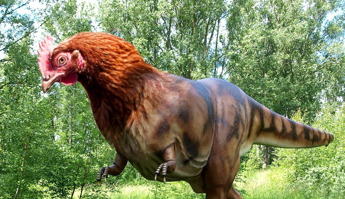 Chicken grows face of dinosaur
