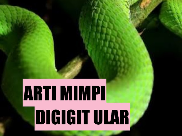 digigit-ular