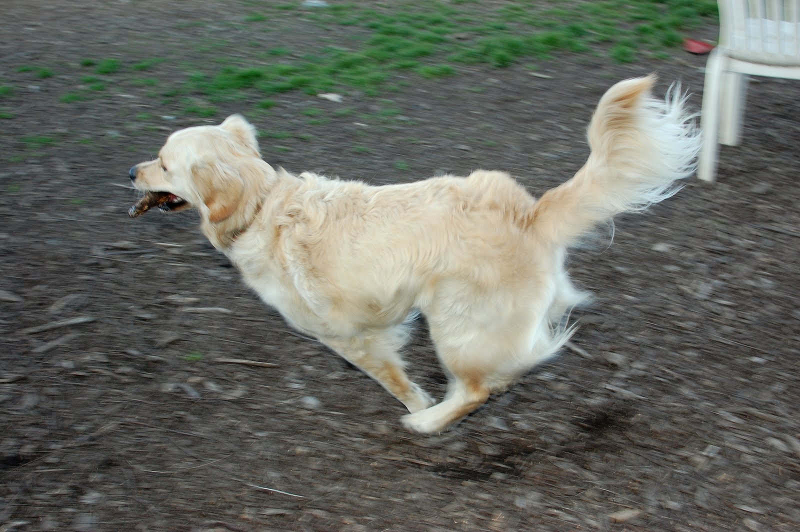 The Adventures of Sammie and Avalon: Bitey Dog at Dogbone Meadow Dog