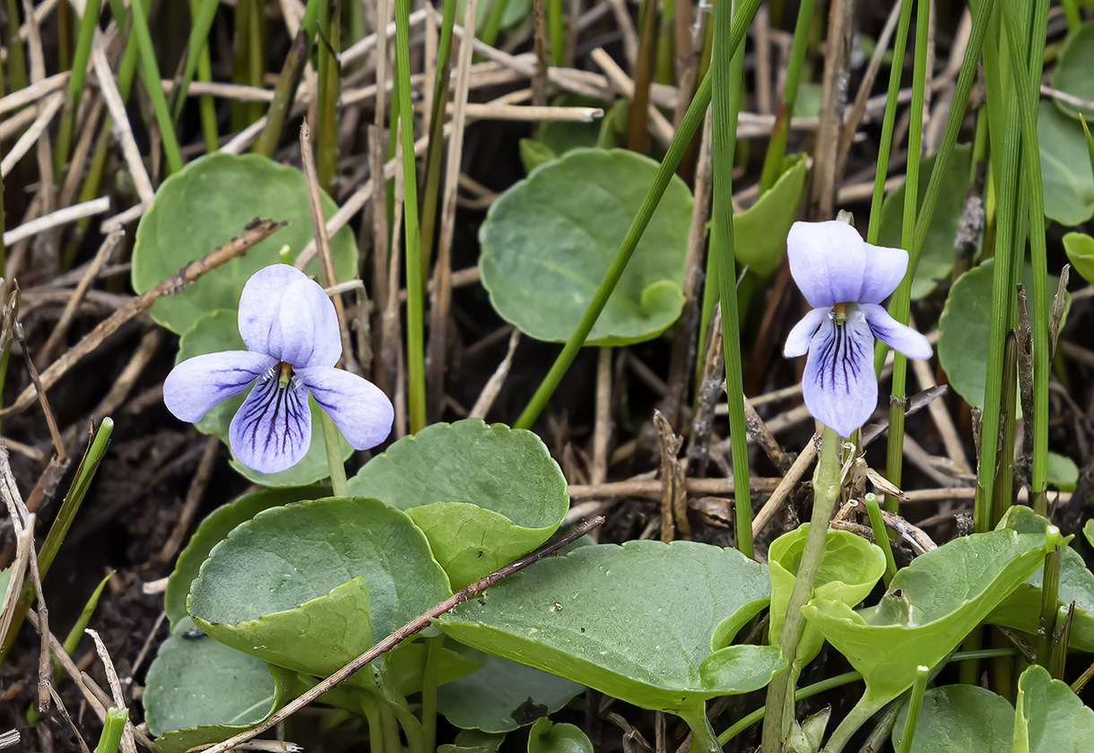 Flores y Paisajes de Asturias Viola palustris