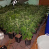 Donostia, detenido un hombre al localizarse una plantación de marihuana en un domicilio