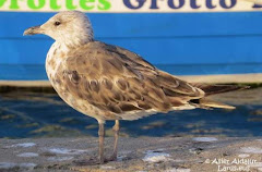 (Larus fuscus) Indeterminate Lesser black-backed gulll / Gaviota sombrías indeterminada /kaio iluna