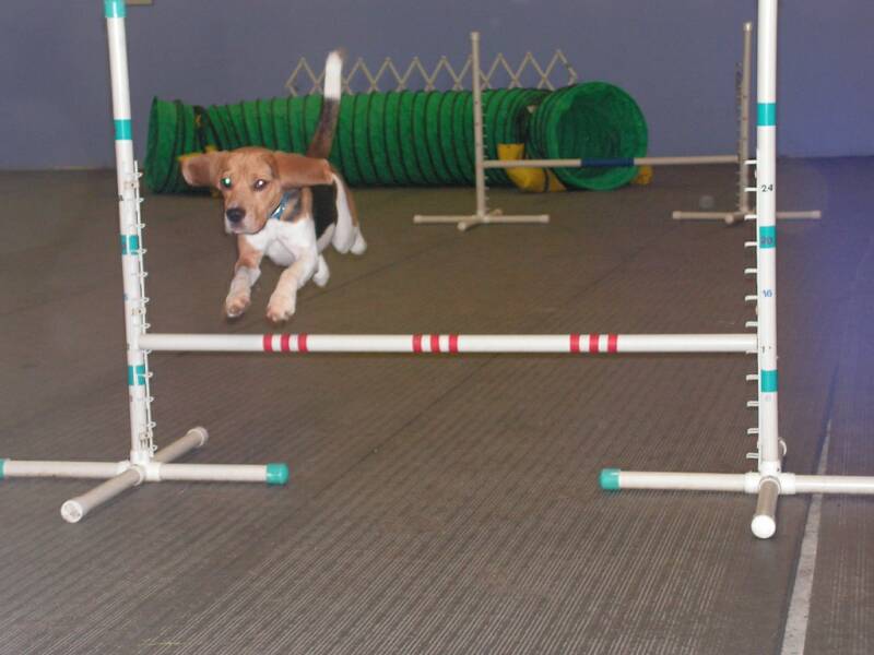Beagle Agility Dog Beagles