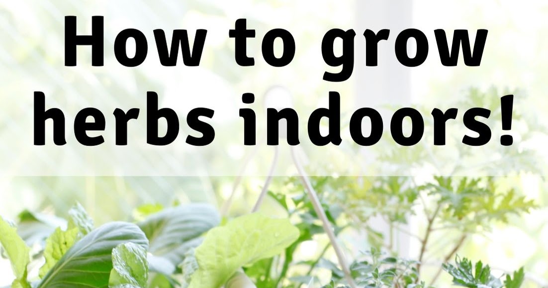 Growing herbs indoors - Feathers in the woods