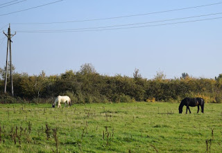 Two horses in a field