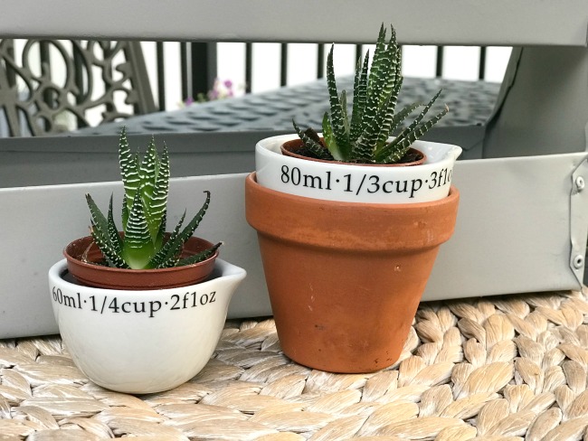 Small terra cotta pots and measuring cups with succulents
